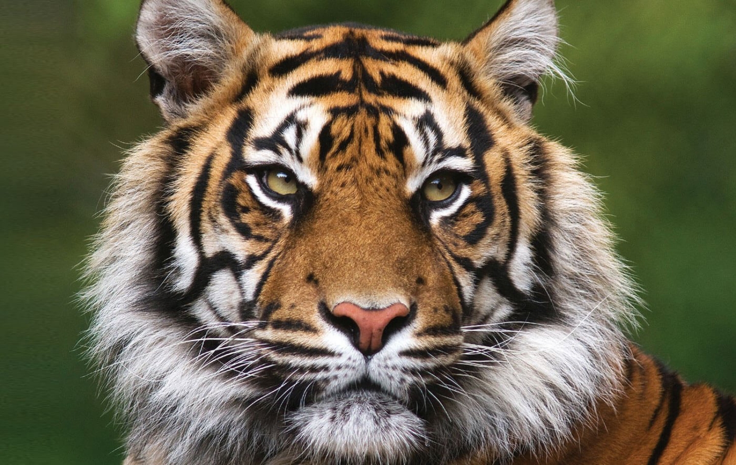 Tiger sanctuary